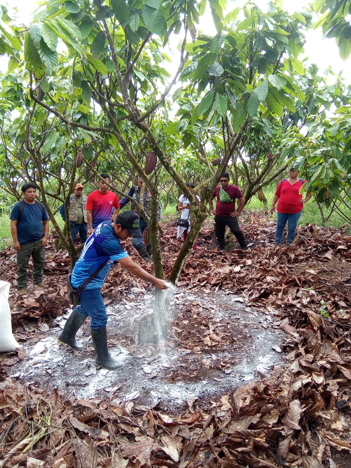 Practicas en campo de la capacitación “Nutrición integral y poda oportuna del cultivo de cacao – NIPO”